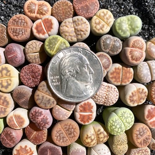 Lithops Random Mix Rare Live Succulent Plants