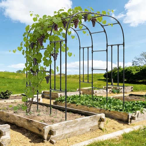 Garden Arch Trellis (69L*71W*87H inch)