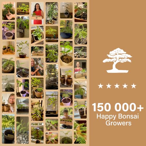 Bonsai Tree Kit Deluxe