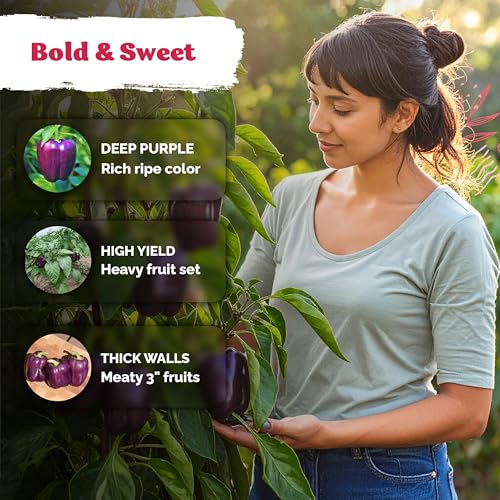 75 Purple Beauty Sweet Pepper Heirloom Vegetable Seeds