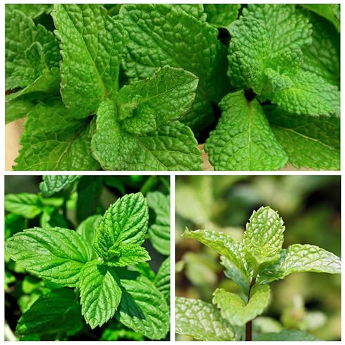 Spearmint Seeds to Plant Heirloom Non (5 Packs)