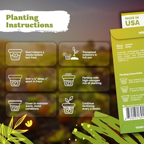 800 Lemongrass Heirloom Herb Seeds for Planting