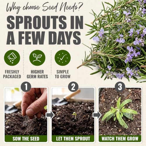 Rosemary Seeds to Plant Heirloom Non (2 Packs)
