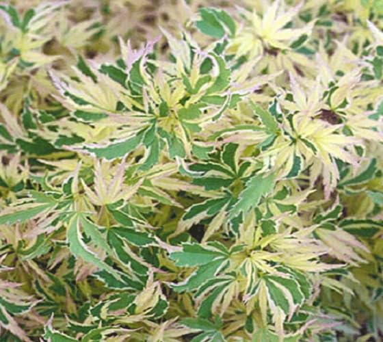 Butterfly Dwarf Upright Japanese Maple Tree (Trade Gallon Pot / Butterfly)