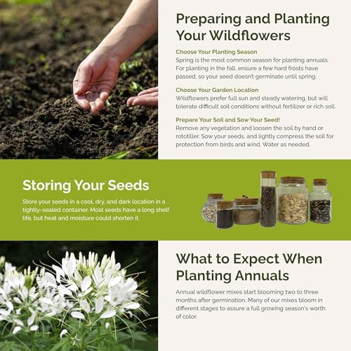 Vintage Lace Flower Mixed Seeds for Planting (1 Ounce / Vintage Lace)