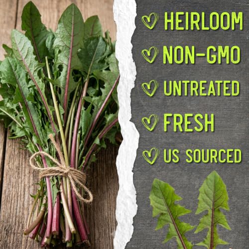 Garnet Stem Dandelion Seeds to Plant Heirloom & Non (2 Packs)