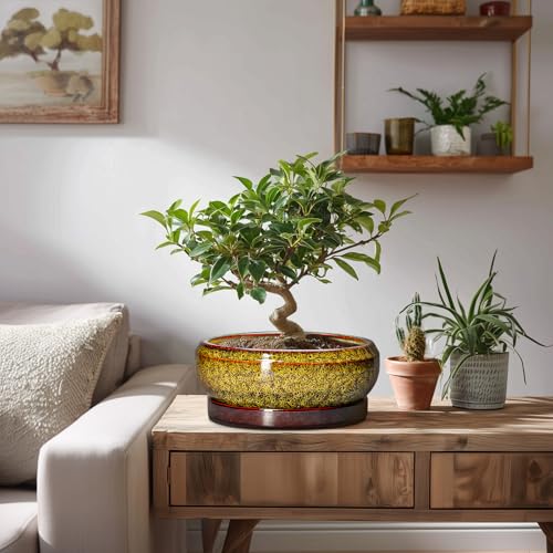 Succulent Planters 8 Inch (8 Inch / Leopard Yellow)