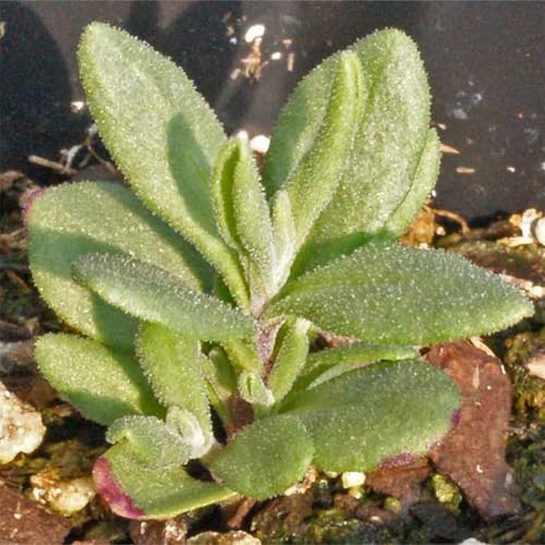 Blue Hidcote Lavender Seeds to Plant Heirloom Herbs 2 Packs (2 Packs)