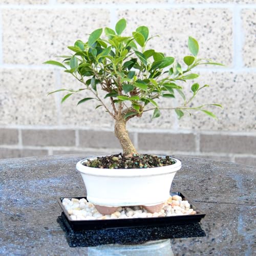Small Live Ficus Bonsai Tree (8-16 Inches)
