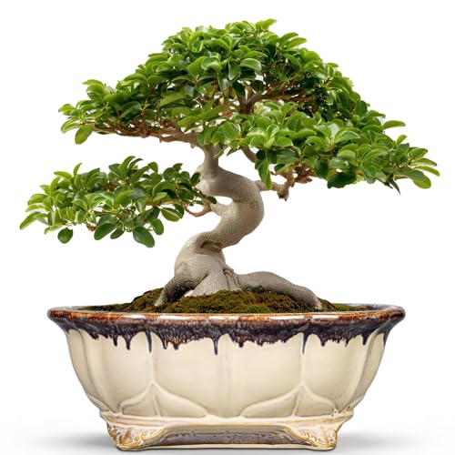 Ceramic Bonsai Pots (13.5 Inch / Oval Beige-brown)