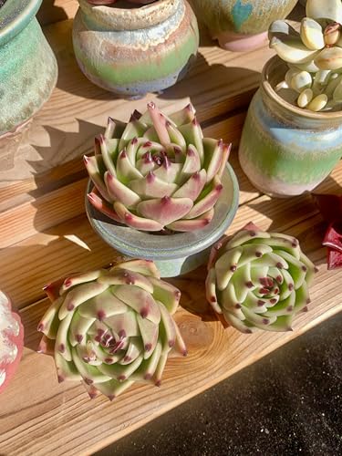 Echeveria Agavoides Blue Dragon Rare Live Succulent Plants (Echeveria Blue Dragon)