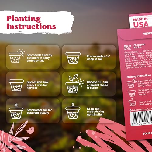 550 Champion Radish Heirloom Vegetable Seeds for Planting