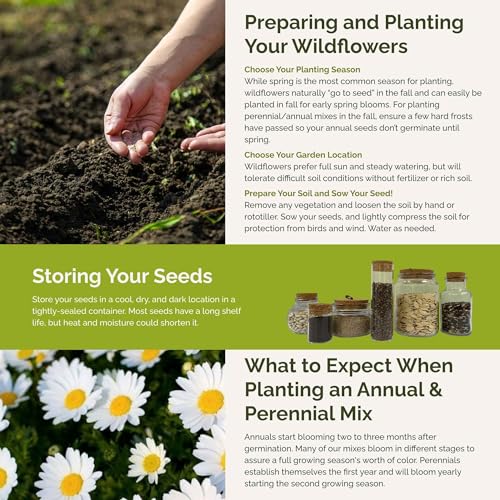 Daisy Crazy Flower Mixed Seeds for Planting (16 Ounce)