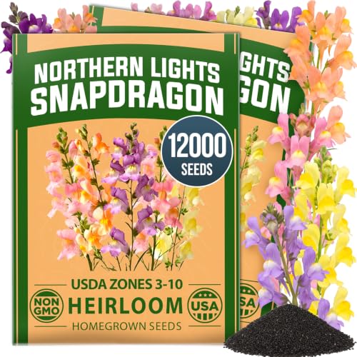 Northern Lights Snapdragon 12