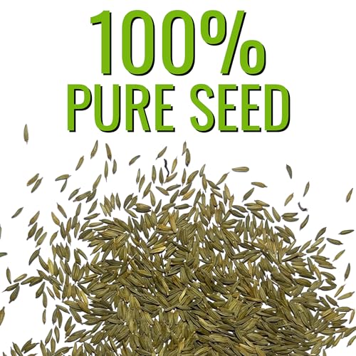 Herb Seeds to Plant Common Dandelion (5 Packs)