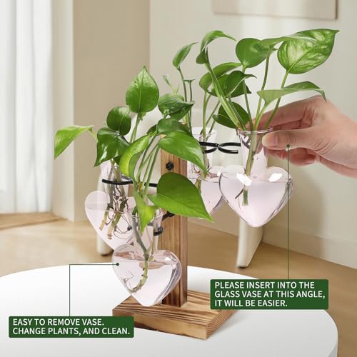 Plant Terrarium Propagation Stations with Wooden Stand