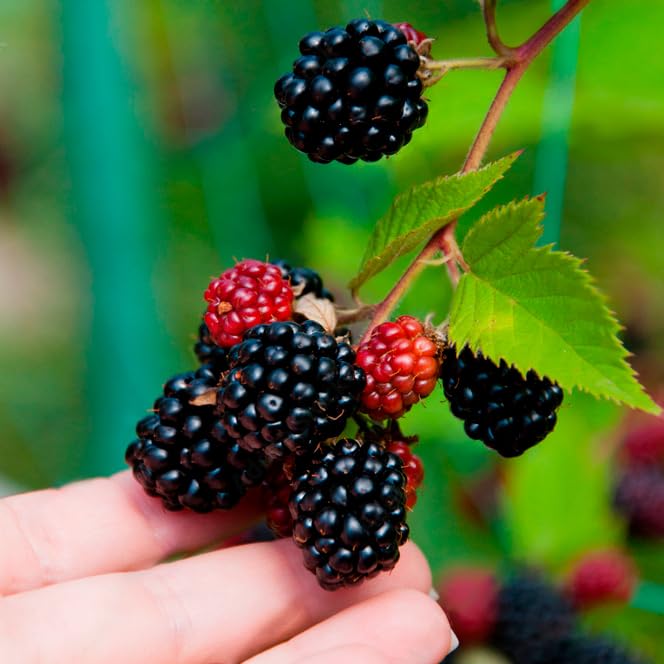 Thorny Boysenberry Plants (Boysenberry)