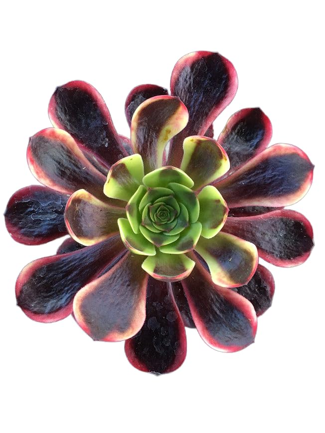 Live Succulent 4" Aeonium Superbang Fully Rooted in Pots with Soil Mix (4" / Aeonium Superbang)