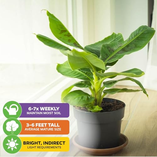 Tropicana Banana Tree (Tropicana)