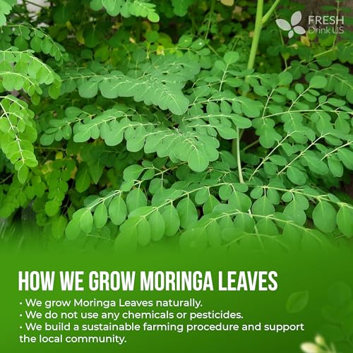 Premium 135 Moringa Tea Bags (135 Teabags)