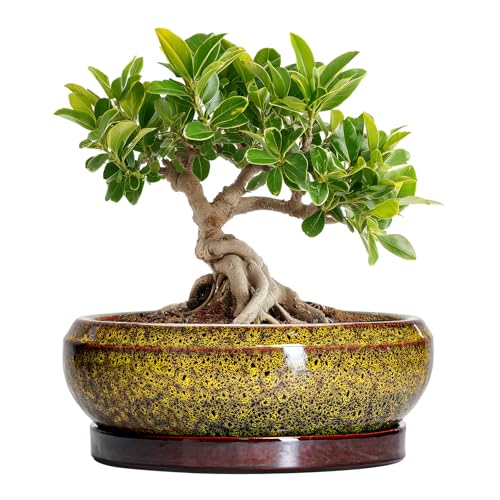 Small Bonsai Pots (6 Inch / Leopard Yellow)