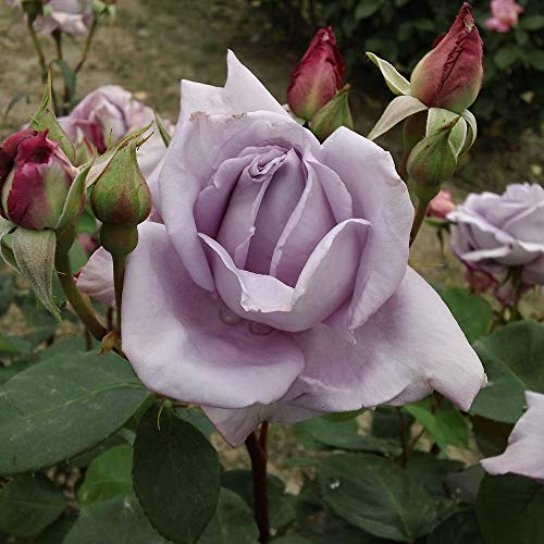 Heirloom Hybrid Tea Roses (Blue Moon)