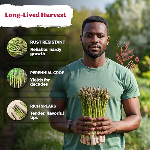 100 Mary Washington Asparagus Vegetable Seeds
