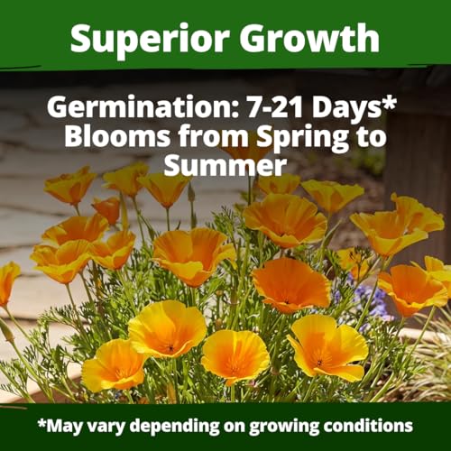 Golden West Poppy 6000 Flower Seeds Eschscholzia californica