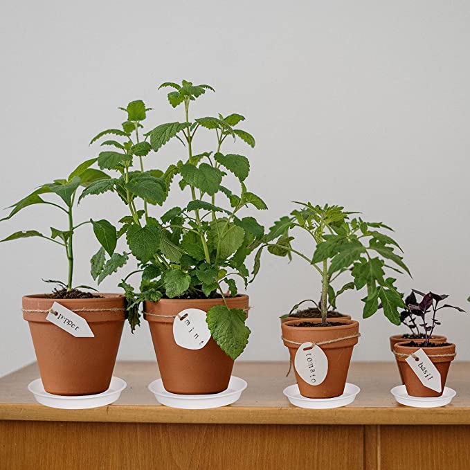 2 Pack of 10 inch Plant Saucer Gray (10" (2 pack) / Creamy White)