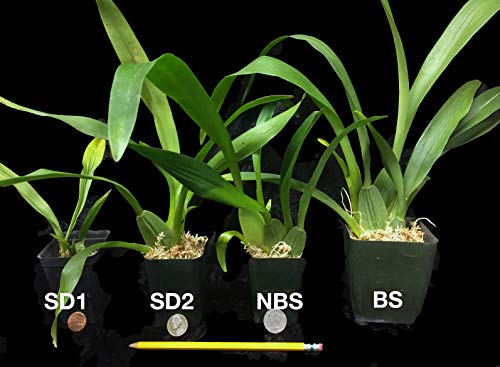 Oncidium Sharry Baby