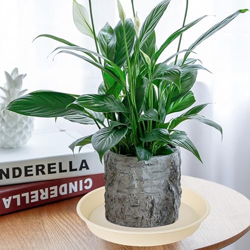 2 Pack of 10 inch Plant Saucer Gray (10" (2 pack) / Beige)