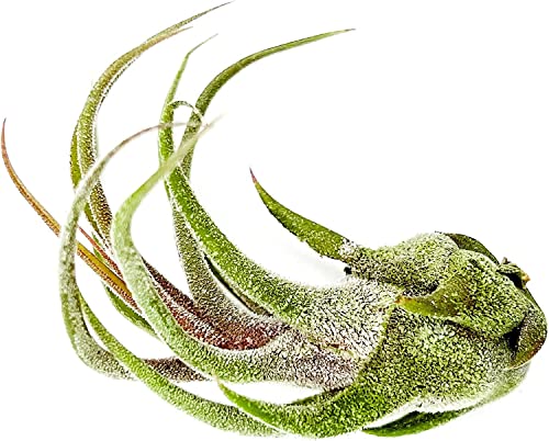 Air Plants Tillandsia Pruinosa (2 Count)