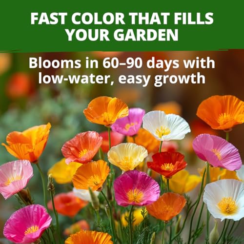 California Poppy Formula Mix 3000 Seeds Eschscholzia californica