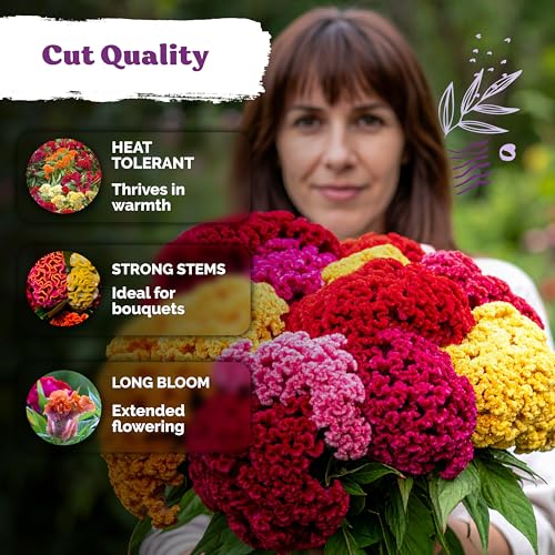 150 Chief Mix Cockscomb Heirloom Flower Seeds