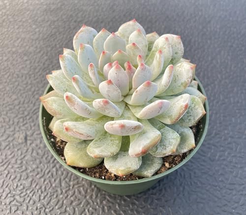 Echeveria Monroe Excellent (Echeveria Monroe Excellent)