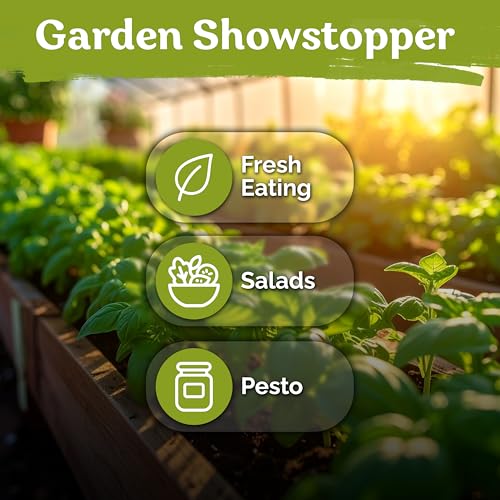 1 800 Genovese Basil Heirloom Herb Seeds for Planting