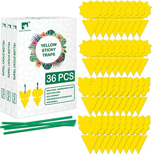 Fruit Fly Sticky Trap 36 Pack (36 Count)