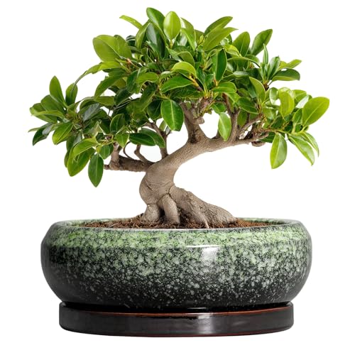 Bonsai Pots 10 Inch (10 Inch / Retro Green)