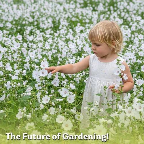 250 Marsh Mallow Heirloom Flower Seeds for Planting