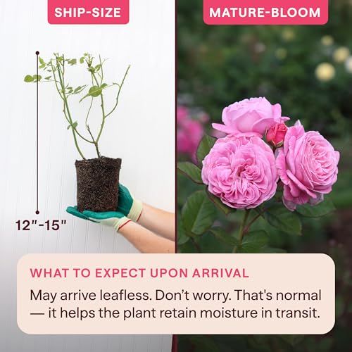 Heirloom Floribunda Roses (Parfuma Summer Romance)