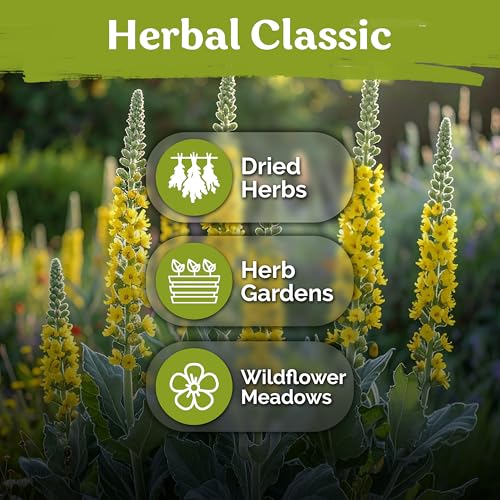 1 500 Mullein Heirloom Herb Seeds for Planting