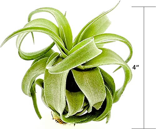 Live Air Plants (1 Pack / Large)