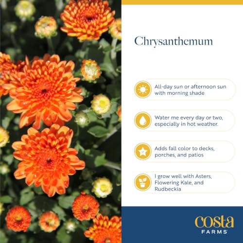 Garden Mums Live Outdoor Plant (Bushel Basket Flower Pot / 3 Qt. (Pack of 2) / Orange)