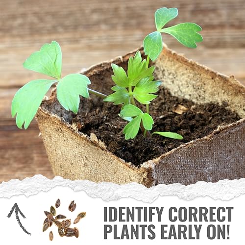Lovage Seeds to Plant Heirloom Non (5 Packs)