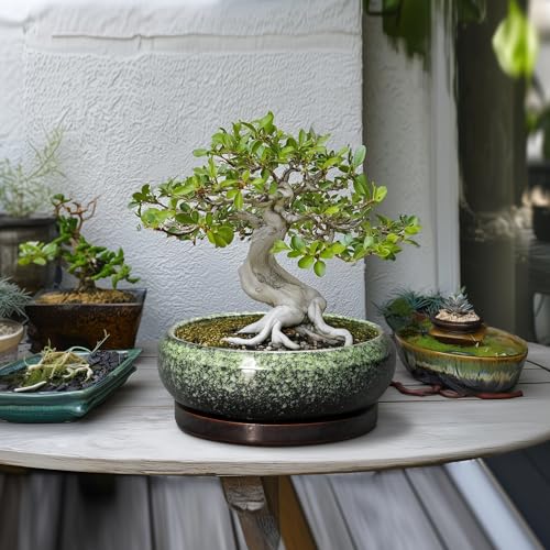 Bonsai Pots 10 Inch (10 Inch / Retro Green)