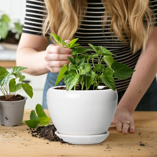 Ceramic Pot for Plants (6 Inch / Glossy White)