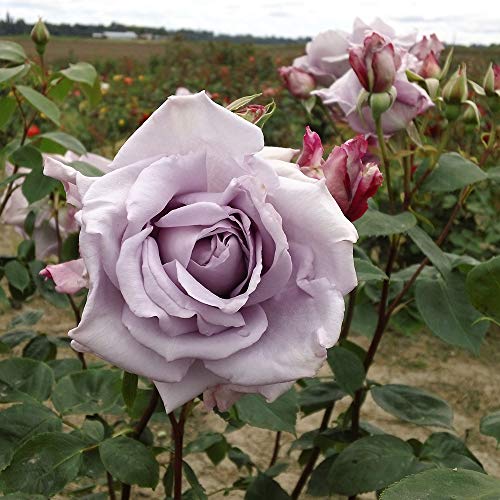 Heirloom Hybrid Tea Roses (Blue Moon)
