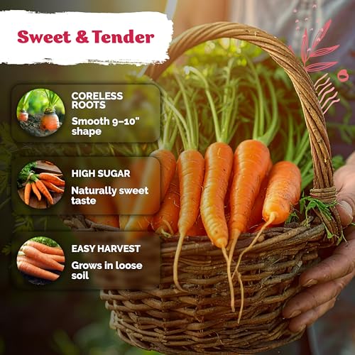 3 100 Tendersweet Carrot Heirloom Vegetable Seeds