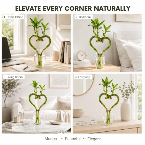 Lucky Bamboo Live Plant Heart Shaped