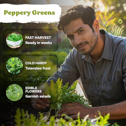 2 500 Roquette Arugula Heirloom Herb Seeds